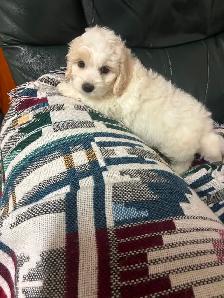 Bichon Cocker pups - Photo 4