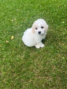 Bichon Cocker pups - Photo 5