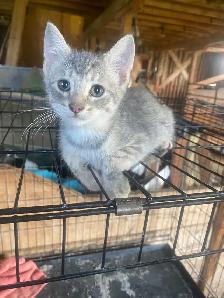 Free kittens - Photo 5