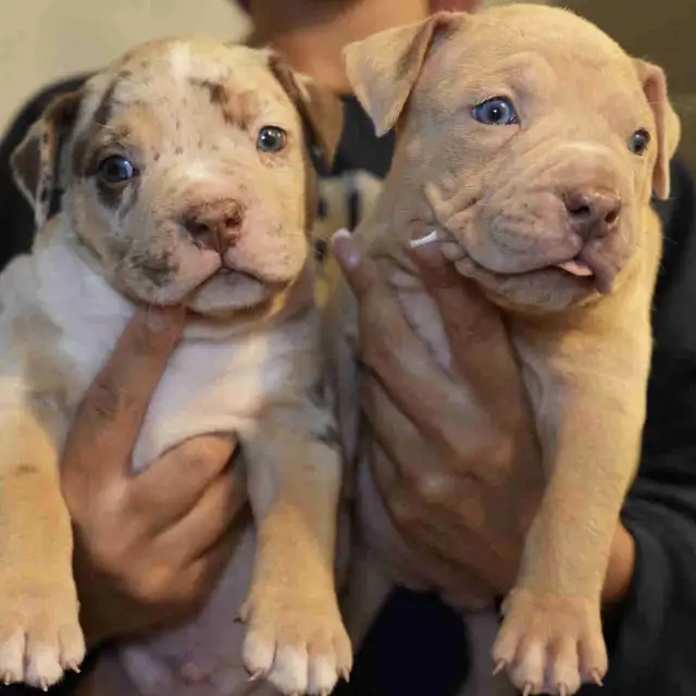 American Bulldog Puppies Available