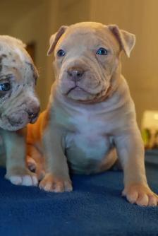 American Bulldog Puppies Available - Photo 2