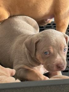 American Bulldog Puppies Available - Photo 3