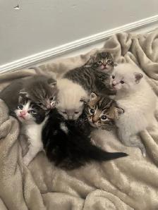 kitten for sale