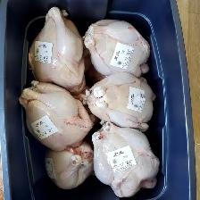 Pasture raised meat chickens
