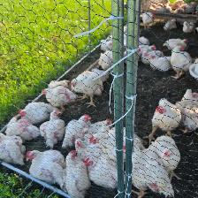 Pasture raised meat chickens - Photo 3