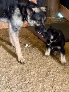 Pure German Shepard pups - Photo 2