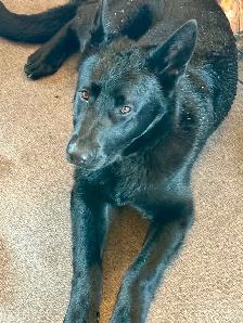 Pure German Shepard pups - Photo 4