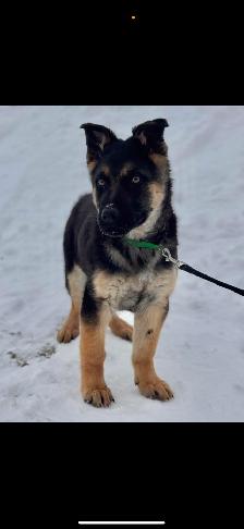 Pure German Shepard pups - Photo 5