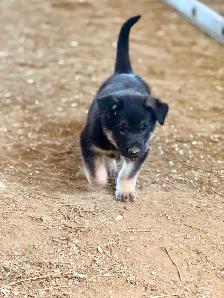 Pure German Shepard pups - Photo 6