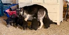 Pure German Shepard pups - Photo 7