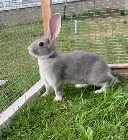 flemish giant rabbits