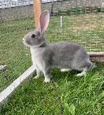 flemish giant rabbits