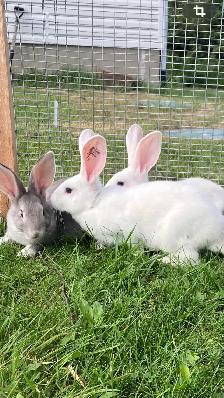 flemish giant rabbits - Photo 2