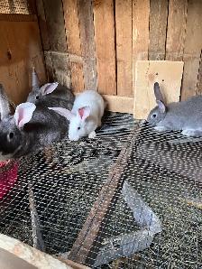 flemish giant rabbits - Photo 3