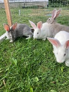 flemish giant rabbits - Photo 4