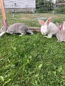 flemish giant rabbits - Photo 5