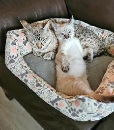 Purebred Registered Savannah Cats Gentle, Playful - Photo 4