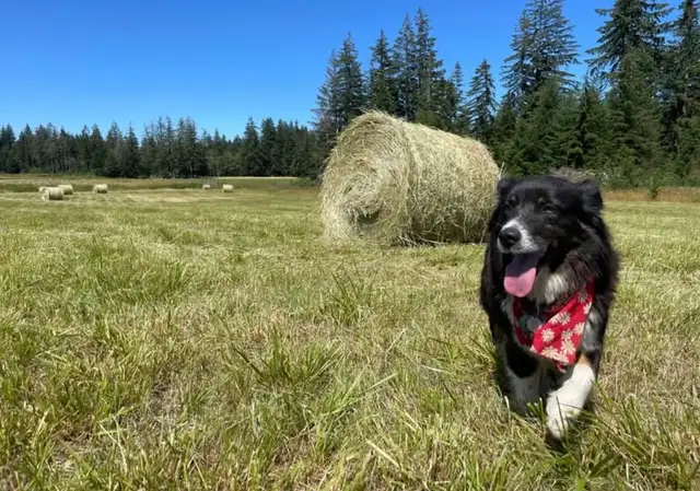First Cut Hay
