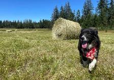 First Cut Hay