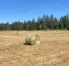 First Cut Hay - Photo 3