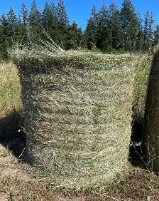First Cut Hay - Photo 4
