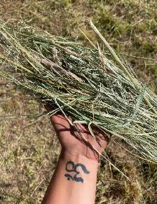 First Cut Hay - Photo 6