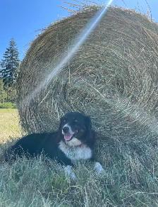 First Cut Hay - Photo 8