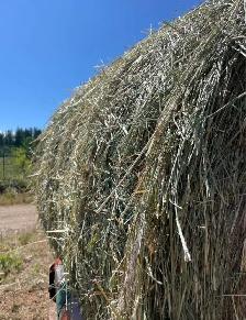First Cut Hay - Photo 9