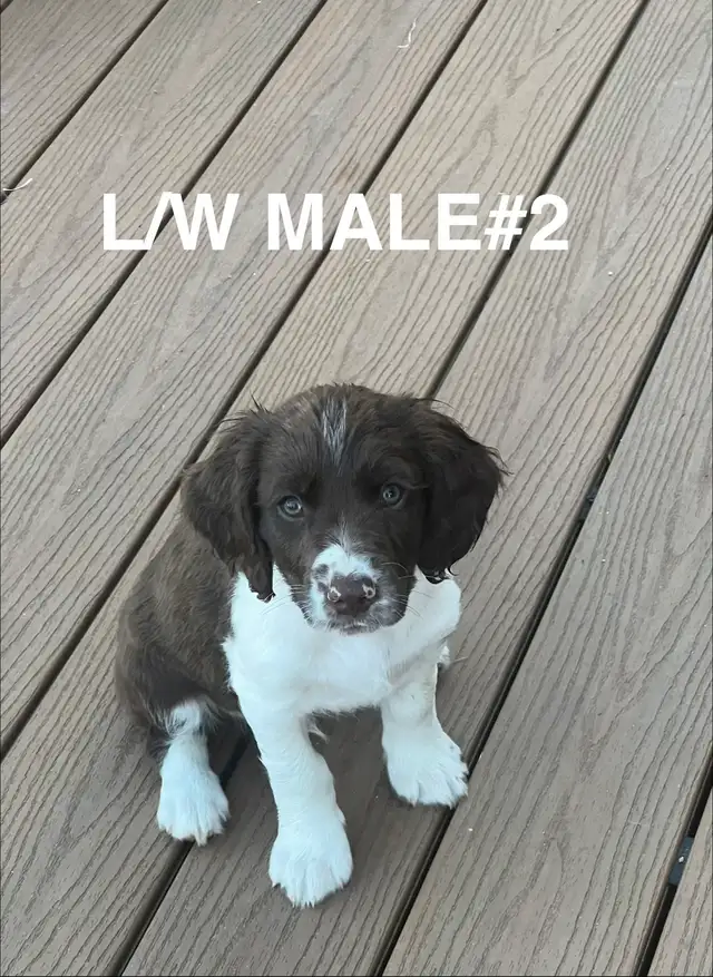 English Springer Spaniels Puppies, CKC Reg’d
