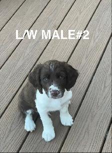 English Springer Spaniels Puppies, CKC Reg’d