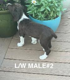 English Springer Spaniels Puppies, CKC Reg’d - Photo 2