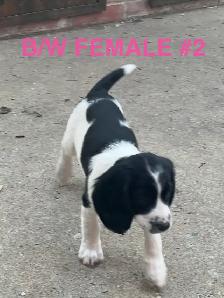 English Springer Spaniels Puppies, CKC Reg’d - Photo 3