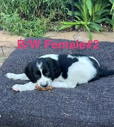 English Springer Spaniels Puppies, CKC Reg’d - Photo 4