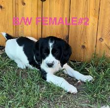 English Springer Spaniels Puppies, CKC Reg’d - Photo 5