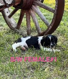 English Springer Spaniels Puppies, CKC Reg’d - Photo 6
