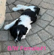 English Springer Spaniels Puppies, CKC Reg’d - Photo 7