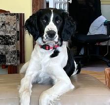 English Springer Spaniels Puppies, CKC Reg’d - Photo 8