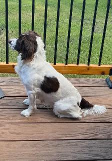 English Springer Spaniels Puppies, CKC Reg’d - Photo 9