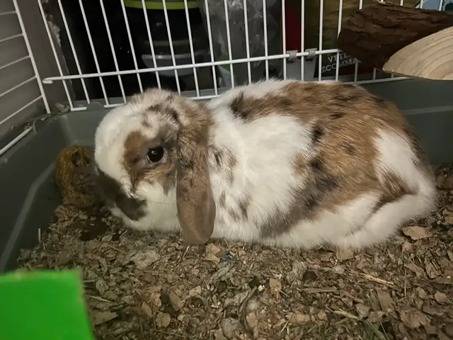 Holland Lop Bunny!