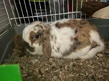 Holland Lop Bunny!