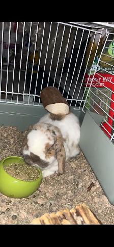 Holland Lop Bunny! - Photo 2