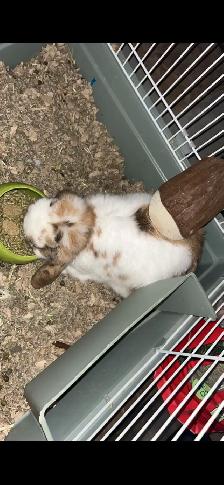 Holland Lop Bunny! - Photo 3