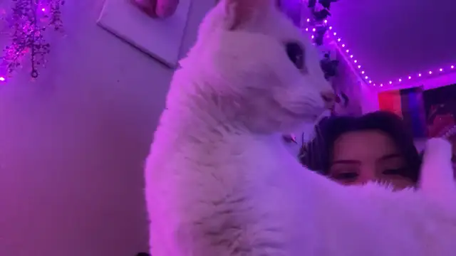 rehome cat
