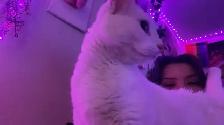 rehome cat