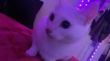 rehome cat - Photo 3