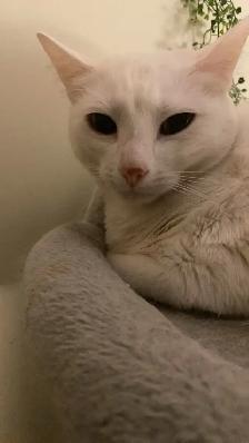 rehome cat - Photo 4
