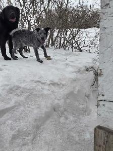 intact blue heeler puppy