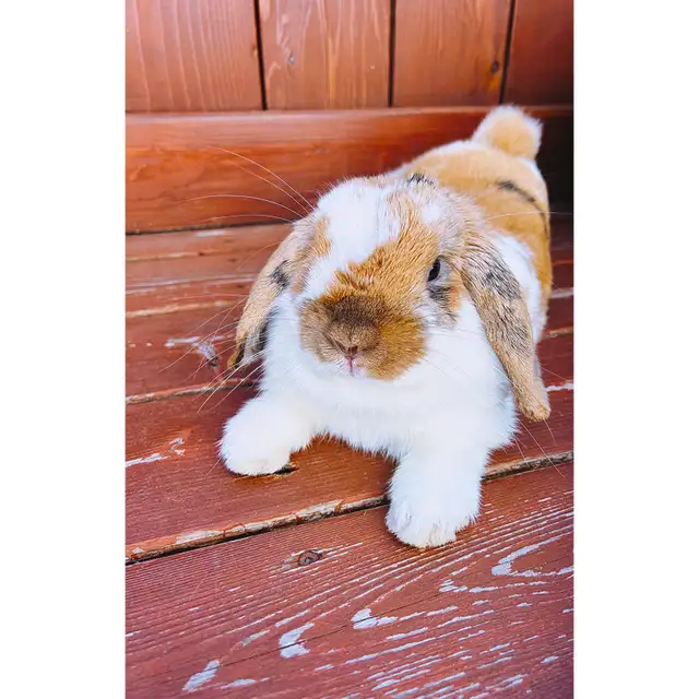 Orange Female Holland Lop Rabbit