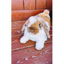 Orange Female Holland Lop Rabbit