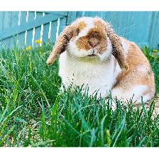 Orange Female Holland Lop Rabbit - Photo 2